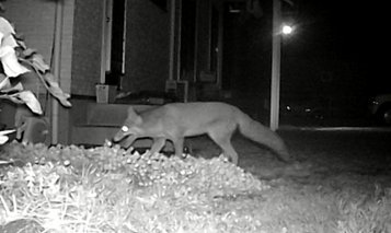 fox20201125a.jpg
