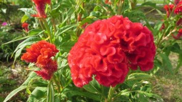 garden0921c.jpg