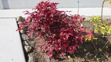 garden19.jpg