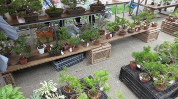 greenfes10.jpg