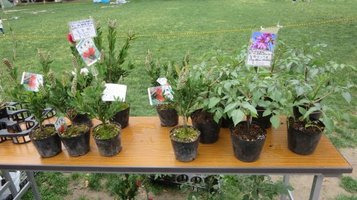 greenfes11.jpg