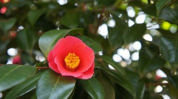 kaibori12.jpg