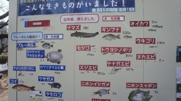 kaibori8.jpg
