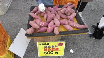 kituki_mikan8.jpg