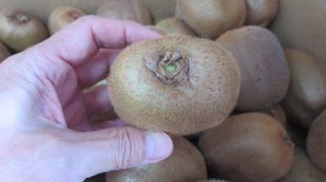 kiwi_select3.jpg