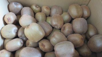kiwi_select8.jpg