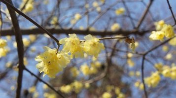 koganei0217h.jpg
