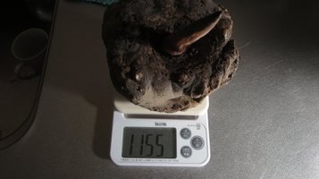konnyaku1116b.jpg