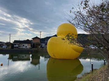 kunisaki_duck2.jpg