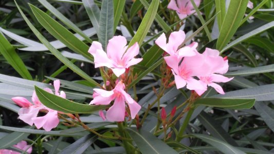 イボガイン Satoshiブログ