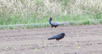 pheasant5.jpg