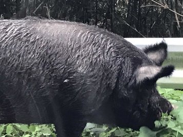 pig7.jpg