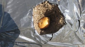 plant_potato7.jpg