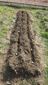 potato0213e.jpg