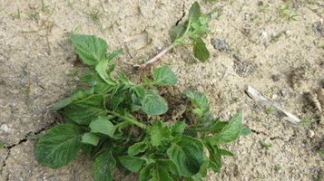 potato0412e.jpg
