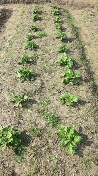 potato0412m.jpg