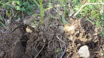 potato20251229e.jpg