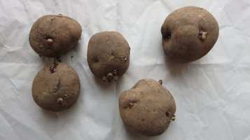 potato5.jpg