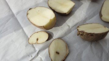 potato7.jpg