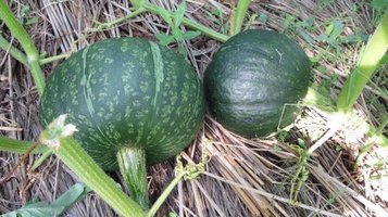 punpukin0709.jpg
