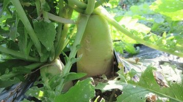 radish202412a.jpg