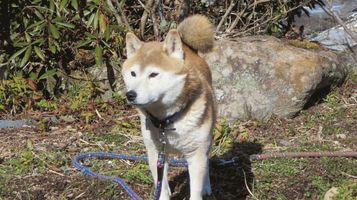 rurikoji3.jpg