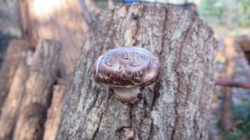 shiitake2.jpg