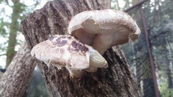 shiitake4.jpg