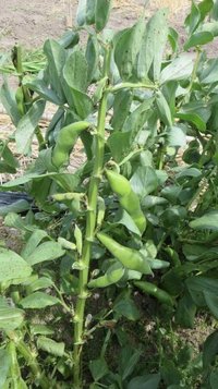 soramame2.jpg