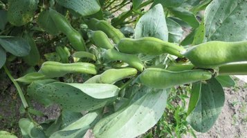 soramame3.jpg