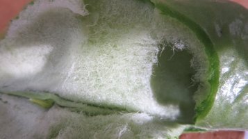 soramame4.jpg