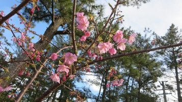 sumiyosi_walk17.jpg