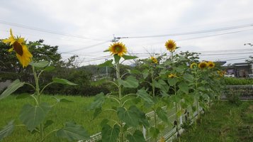 sunflower0709b.jpg