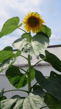 sunflower0709c.jpg