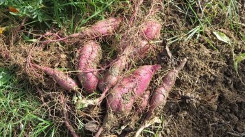sweet_potato2.jpg