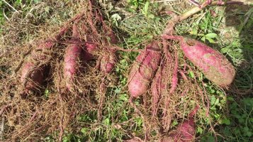 sweet_potato3.jpg
