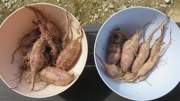 sweet_potato5.jpg