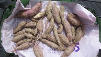 sweet_potato6.jpg