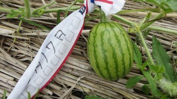 w_melon0627k.jpg