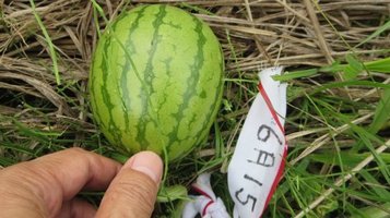 w_melon0627l.jpg