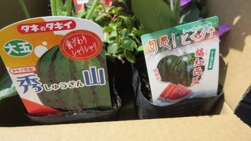 w_melon0731c.jpg