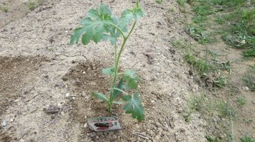 w_melon0731d.jpg