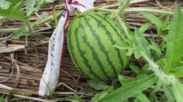 w_melon0731i.jpg