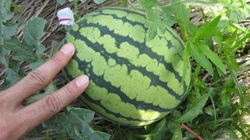 w_melon0731j.jpg