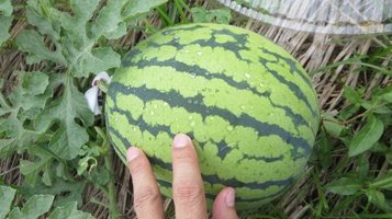 w_melon0731k.jpg
