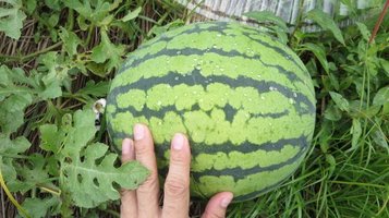 w_melon0731l.jpg