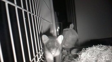 weasel0916f.jpg